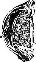 Mucous Bursa: figure 9 from the 1928–1936 encyclopedia article