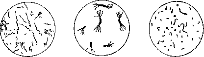 Vibrios: figure 3 from the 1928–1936 encyclopedia article