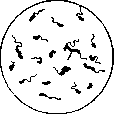 Vibrios: figure 1 from the 1928–1936 encyclopedia article