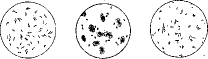 Vibrios: figure 2 from the 1928–1936 encyclopedia article
