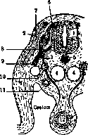 Vegetarianism: figure 1 from the 1928–1936 encyclopedia article