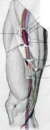 Femur: figure 1 from the 1928–1936 encyclopedia article