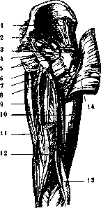 Femur: figure 3 from the 1928–1936 encyclopedia article
