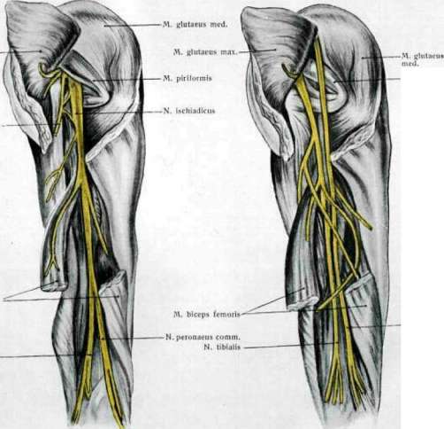 Femur: figure 2 from the 1928–1936 encyclopedia article