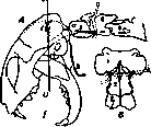 Decerebration (DECEREBRATE): figure 1 from the 1928–1936 encyclopedia article