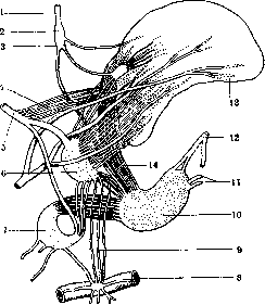 Adrenal Glands: figure 12 from the 1928–1936 encyclopedia article