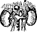 Adrenal Glands: figure 11 from the 1928–1936 encyclopedia article