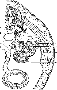 Adrenal Glands: figure 13 from the 1928–1936 encyclopedia article