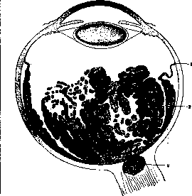 Retina: figure 4 from the 1928–1936 encyclopedia article