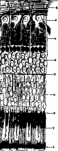 Retina: figure 1 from the 1928–1936 encyclopedia article