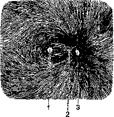 Retina: figure 2 from the 1928–1936 encyclopedia article