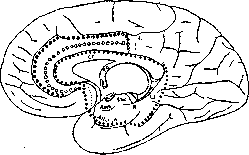 Allocortex: figure 2 from the 1928–1936 encyclopedia article