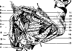 Submandibular Gland: figure 3 from the 1928–1936 encyclopedia article