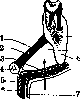 Submandibular Gland: figure 2 from the 1928–1936 encyclopedia article