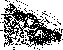 Middle Ear: figure 1 from the 1928–1936 encyclopedia article