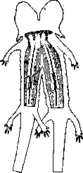 Parabiosis: figure 2 from the 1928–1936 encyclopedia article