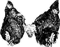 Parabiosis: figure 3 from the 1928–1936 encyclopedia article