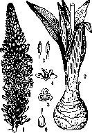 Sea Onion: figure 1 from the 1928–1936 encyclopedia article