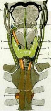 Gag Reflex: figure 2 from the 1928–1936 encyclopedia article