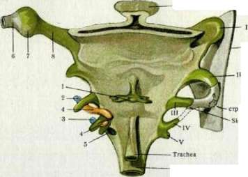 Gag Reflex: figure 1 from the 1928–1936 encyclopedia article