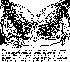 Zona: figure 1 from the 1928–1936 encyclopedia article