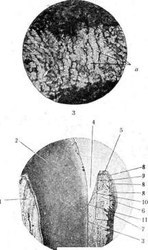 Birefringent Substances: figure 3 from the 1928–1936 encyclopedia article