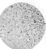 Birefringent Substances: figure 2 from the 1928–1936 encyclopedia article