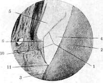 Birefringent Substances: figure 5 from the 1928–1936 encyclopedia article