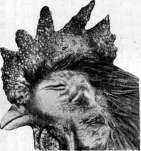 Smallpox (Variola): figure 10 from the 1928–1936 encyclopedia article