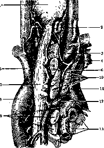 Bronchial Glands: figure 2 from the 1928–1936 encyclopedia article