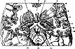 Commissural Fibers: figure 1 from the 1928–1936 encyclopedia article