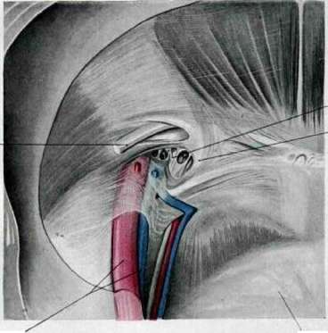 Femoral Canal: figure 4 from the 1928–1936 encyclopedia article