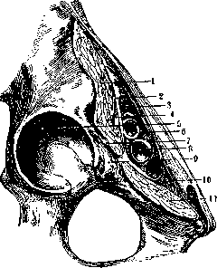 Femoral Canal: figure 2 from the 1928–1936 encyclopedia article