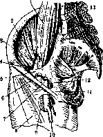 Femoral Canal: figure 1 from the 1928–1936 encyclopedia article