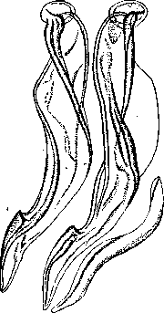 Trichosporia: figure 1 from the 1928–1936 encyclopedia article