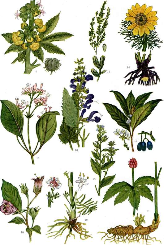 Medicinal Plants: figure 2 from the 1928–1936 encyclopedia article