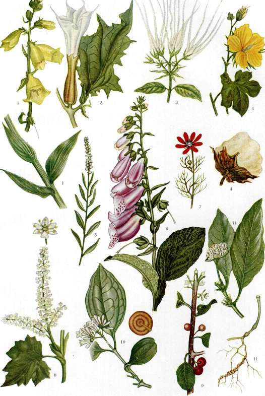 Medicinal Plants: figure 1 from the 1928–1936 encyclopedia article
