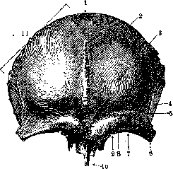 FRONTAL BONE: figure 1 from the 1928–1936 encyclopedia article