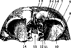 FRONTAL BONE: figure 3 from the 1928–1936 encyclopedia article