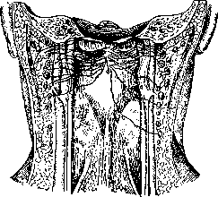 Pharynx: figure 6 from the 1928–1936 encyclopedia article