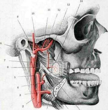 Pharynx: figure 4 from the 1928–1936 encyclopedia article