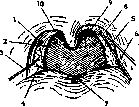 Pharynx: figure 1 from the 1928–1936 encyclopedia article