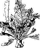 Mandragora: figure 1 from the 1928–1936 encyclopedia article