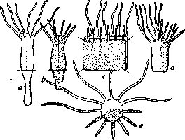 Fusion: figure 1 from the 1928–1936 encyclopedia article