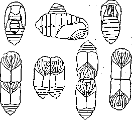 Fusion: figure 2 from the 1928–1936 encyclopedia article