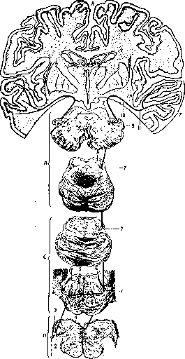 Auditory Pathways: figure 1 from the 1928–1936 encyclopedia article