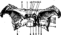 Sphenoid Bone: figure 2 from the 1928–1936 encyclopedia article