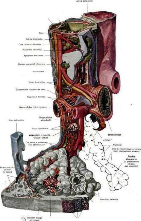 Bronchi: figure 5 from the 1928–1936 encyclopedia article