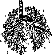 Bronchi: figure 2 from the 1928–1936 encyclopedia article