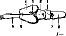 Ringer's Solution: figure 7 from the 1928–1936 encyclopedia article